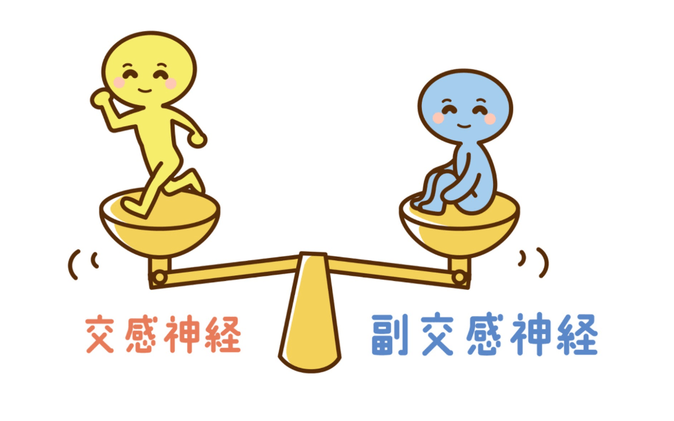 交感神経と副交感神経