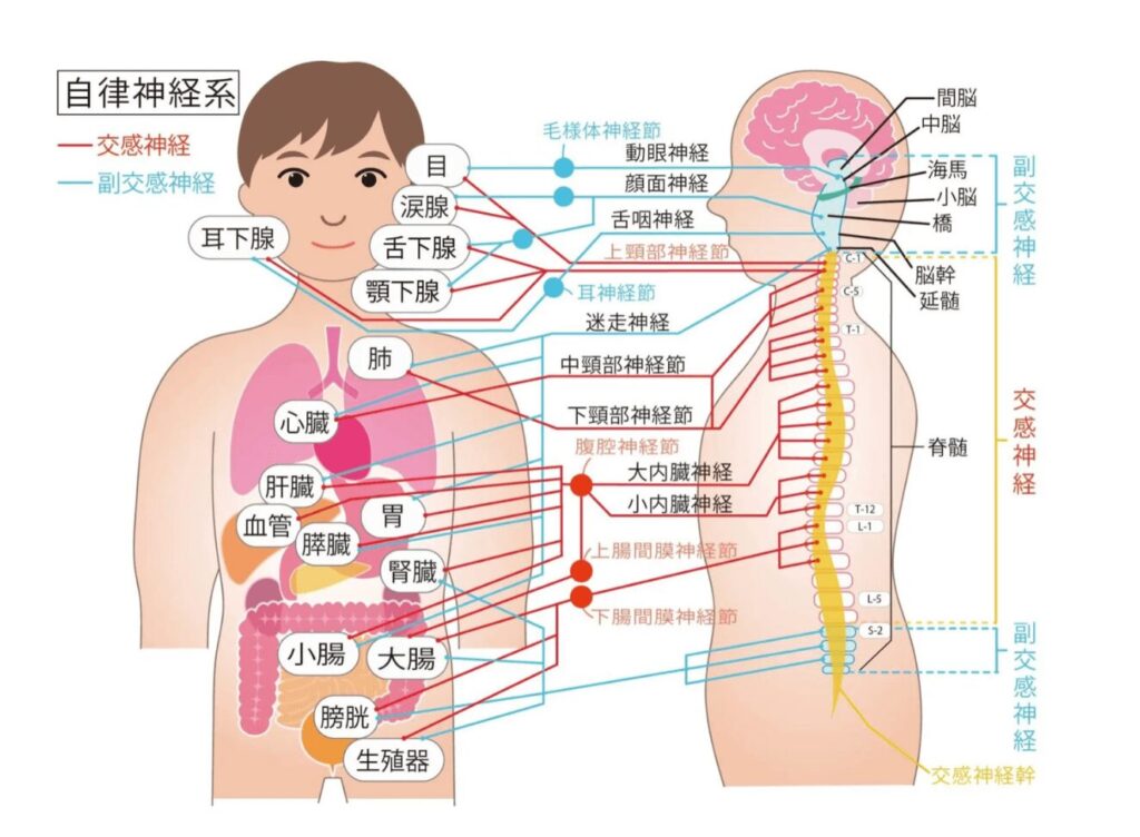 自律神経の内臓への影響